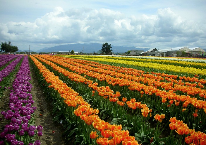 Tulip fields, Mount Vernon